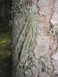 Usnea filipendula