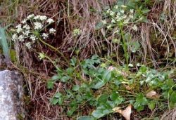 Хладникия (лат.Hladnikia Pastinacifolia)