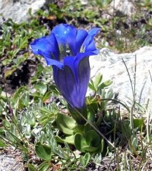 Горечавка альпийская (Gentiana alpina)