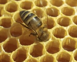 Maltese honey bee (Apis mellifera ruttneri)