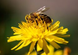Maltese honey bee (Apis mellifera ruttneri)