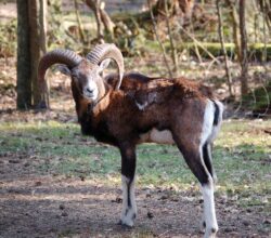 Европейский муфлон (лат. Ovis orientalis musimon)