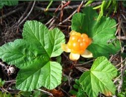 Морошка - типичное растение финской природы