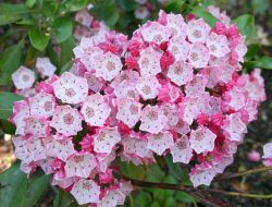 Кальмия широколистная (Kalmia latifolia)
