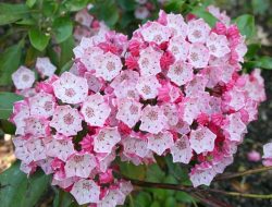 Кальмия широколистная (Kalmia latifolia)