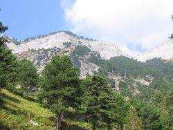 Чёрная сосна в горах Греции